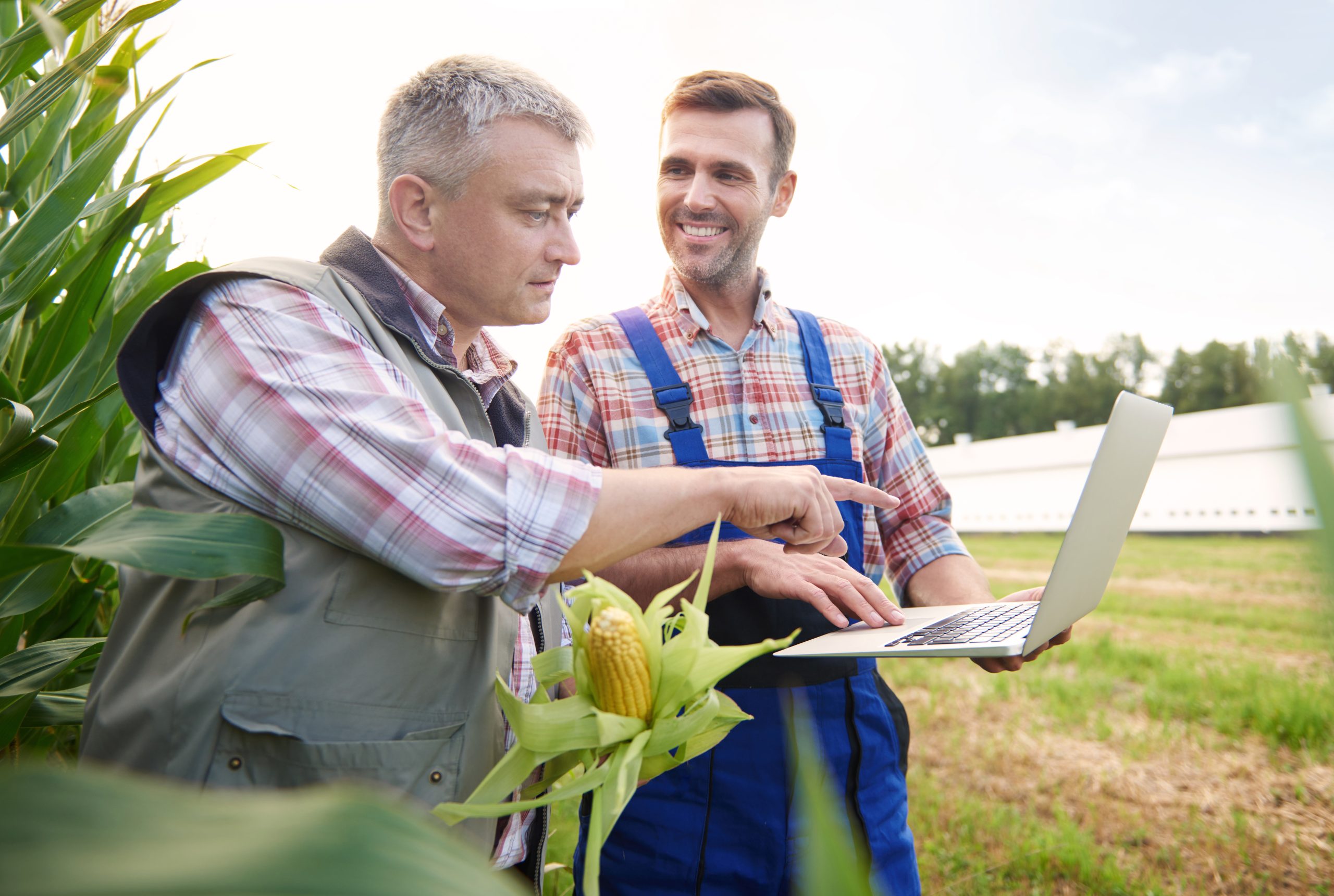 Crop plant examined by two farmers